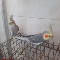 عروس هلندی نر ماده