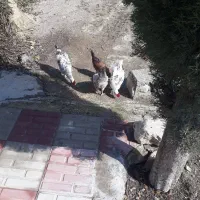 بچ خروس محلی اصل تمیز