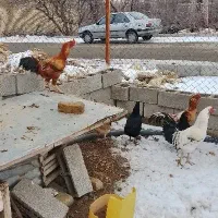 دو عدد خروس زیبا دو تورخ