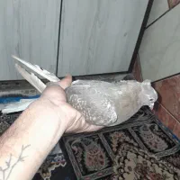 اشعل|پرنده|خرمشهر, |دیوار