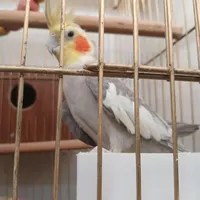 عروس هلندی نر