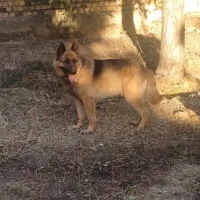 ژرمن شپرد|سگ|تهران, جردن|دیوار