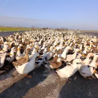 فروش اردک شالیزار