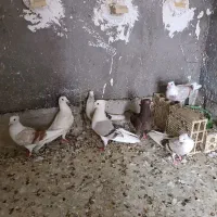 کبوتر رنگی|پرنده|دزفول, |دیوار