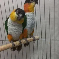 کایک سرسیاه|پرنده|تهران, افسریه شمالی|دیوار