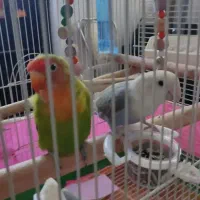 یجفت عروس هلندی نروماده بیار جوجه دادن