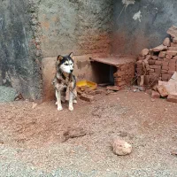 سگ هاسکی|سگ|خواجه, |دیوار