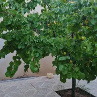 رهن یا اجاره خانه ویلایی|اجارهٔ خانه و ویلا|کبودرآهنگ, |دیوار