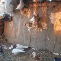 کته رنگی