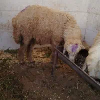 فروش بره نر.... تکی و جمله