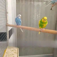مرغ عشق مولدوجوجه مرغ عشق