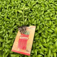 نشا گوجه بادمجان فلفل دلمه و تند و...|خدمات باغبانی و درختکاری|بندرعباس, |دیوار