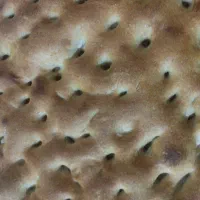 نان درار ونان فروش