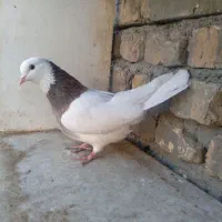 طوقی اجری.سیاه واکسی