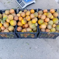 پرتقال طبیعی