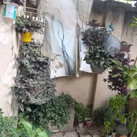 گل طبیعی انواع گل|گل و گیاه طبیعی|کرمانشاه, |دیوار