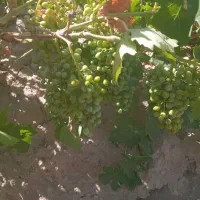 ۳۶۰۰ متر باغ انگوردیم