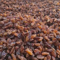 کشمش تازه امسالی درجه یک|خوردنی و آشامیدنی|گرگان, |دیوار