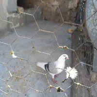 نر پشت سوز دس اولی