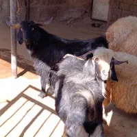 بز نر|حیوانات مزرعه|ایلام, |دیوار