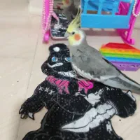 عروس هلندی گمشده|پرنده|خمینی‌شهر, |دیوار