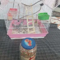 عروس هلندی|پرنده|پاکدشت, حصار امیر|دیوار