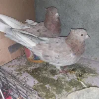 کفتر سرور سرخ درجه یک