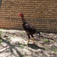 مرغ و خروس لاری