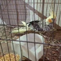 چند تا جوجه عروس