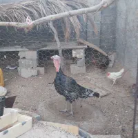 بوقلمون نر جم