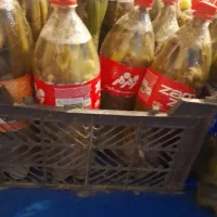 خیارشور