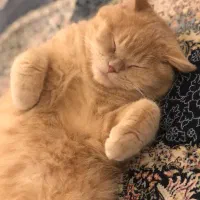 واگذاری گربه اسکاتیش