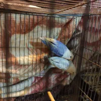 فروش جفت عروس با کوتوله