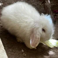 خرگوش لوپ چشم صورتی