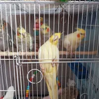 عروس هلندی|پرنده|رستمآباد, |دیوار