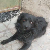 فروش سگ شیتزو