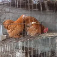 ۳۰ جفت کوشین بالغ وخروس گردن لختی