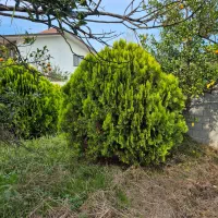 کامیس ارتفاع ۲ قطر بالای ۳|گل و گیاه طبیعی|شیرود, |دیوار