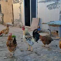خروس چهل تاج