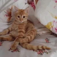 واگذاری گربه