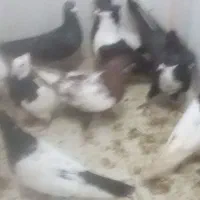 پرندگان|پرنده|خوسف, |دیوار