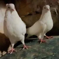 همه مهذ و سلامت|پرنده|فردیس, شهرک صنعتی سیمین دشت|دیوار