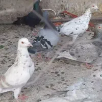 کفتر کبوتر گلی  وسرو