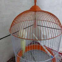 عروس هلندی همراه با قفس|پرنده|برازجان, |دیوار