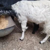 گوسفند آبستن نژادی|حیوانات مزرعه|سراوان, |دیوار