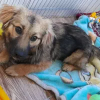 توله شپرد آلمانی