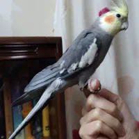 عروس هلندی نر وماده|پرنده|اهواز, آریاشهر|دیوار