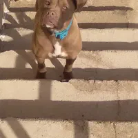 سگ پیتبول ماده