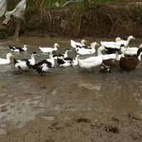 اوردک نر و ماده 15عدد برای فروش