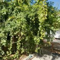 اداری-تجاری-میدان-شهید